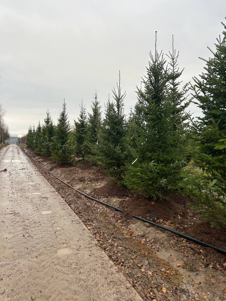 Пихта бальзамическая