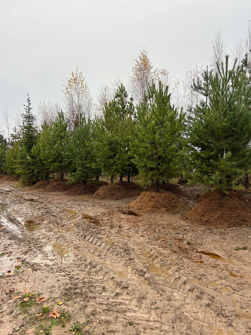 Сосна обыкновенная