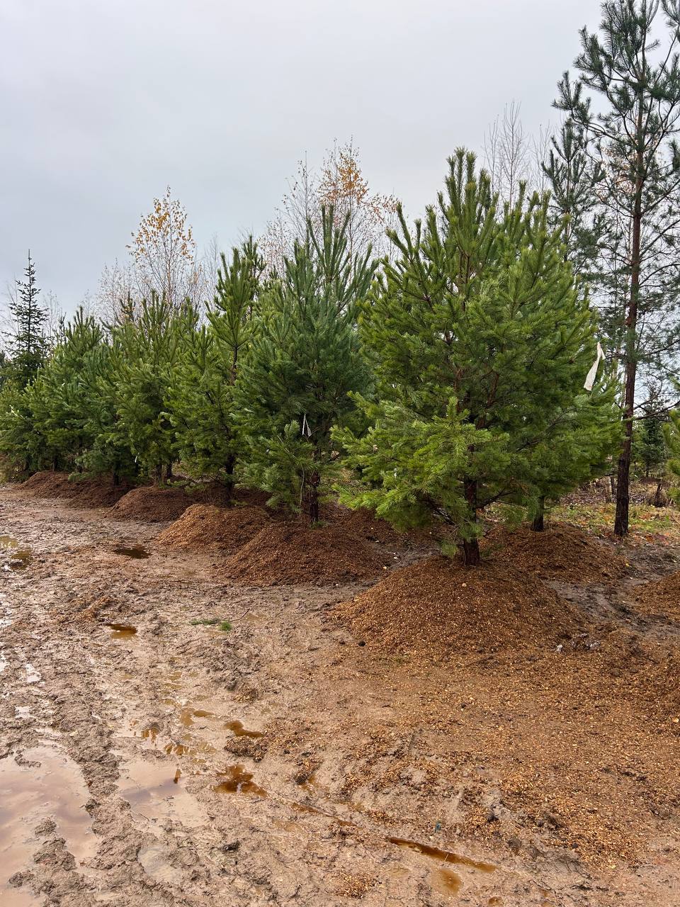 Сосна обыкновенная