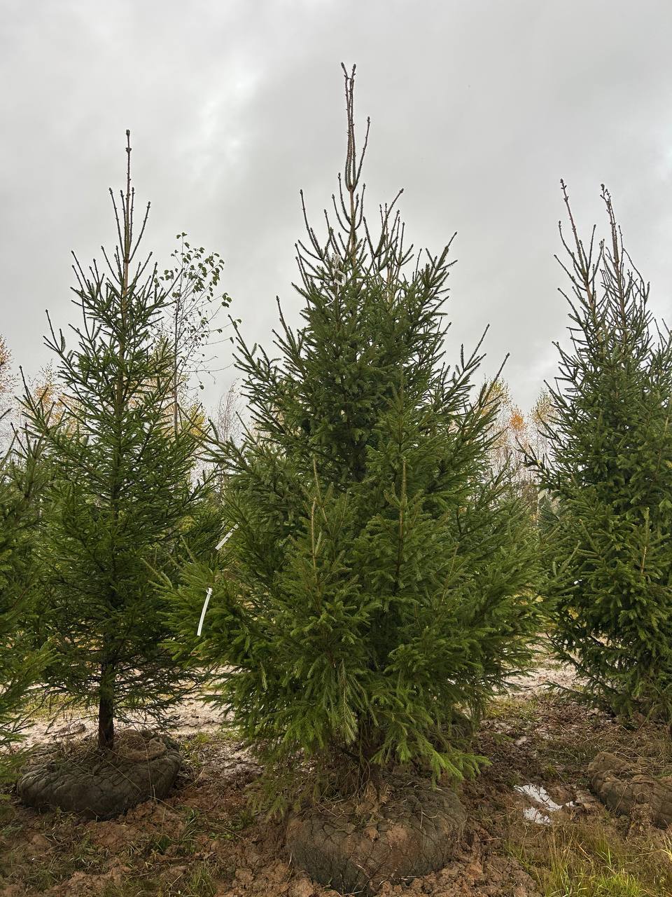 Ель обыкновенная