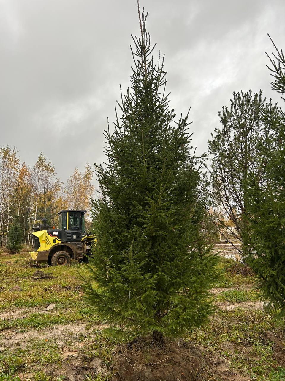 Сосна обыкновенная