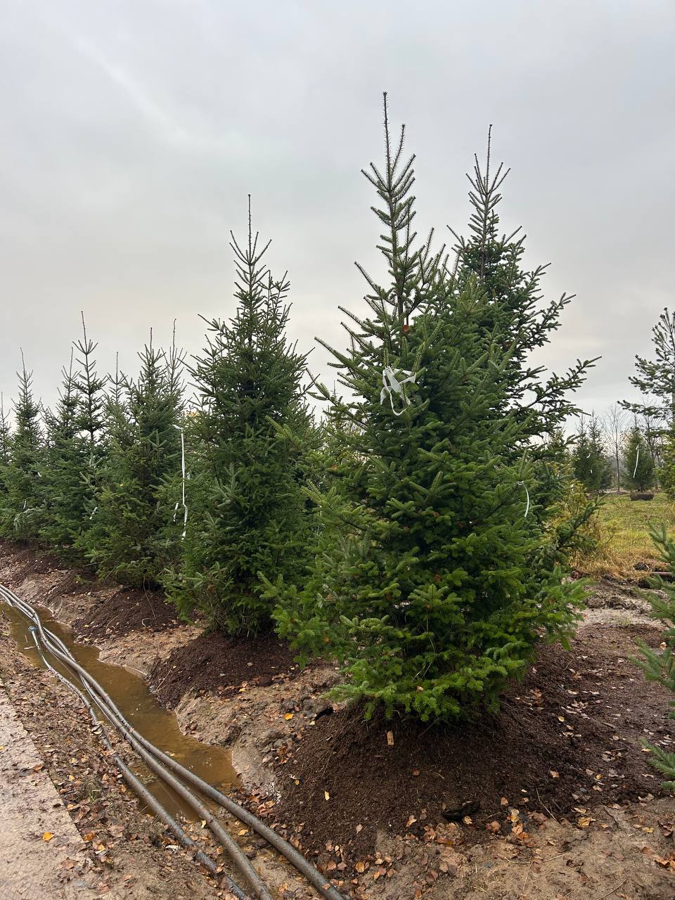 Пихта бальзамическая