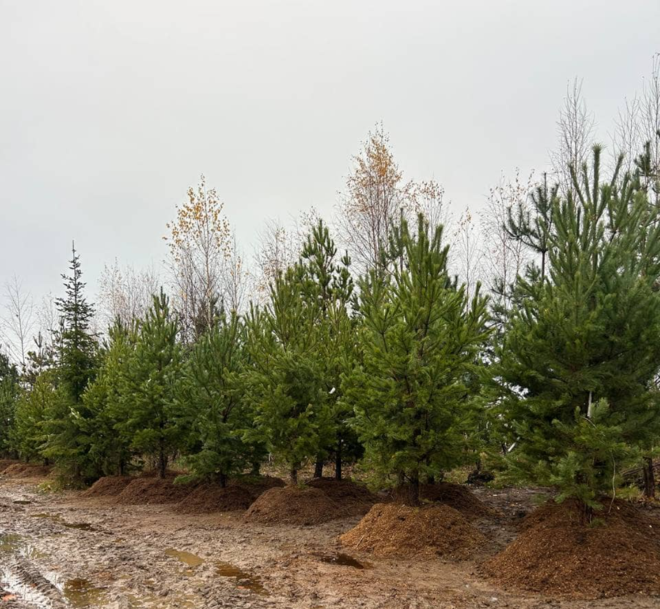 Хвойные породы