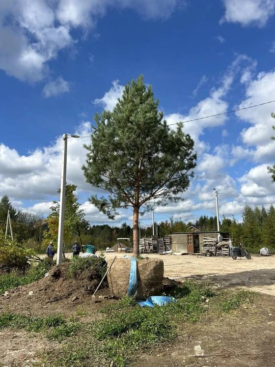 Сосна обыкновенная солитёр с комом - крупномер с обхватом ствола 40/45 см, питомник «Рождествено»