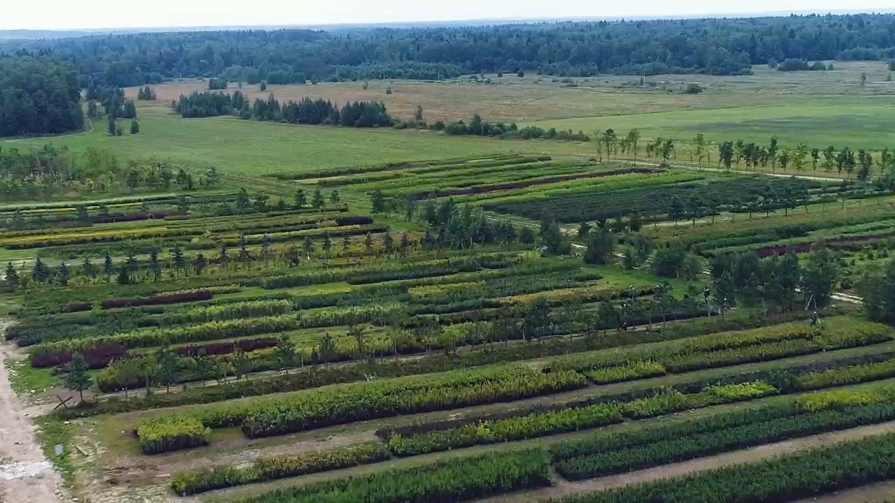 Поля питомника «Рождествено» с рядами деревьев - аэросъёмка